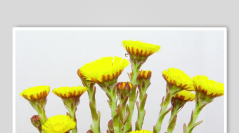 春暖花开延时素材-众图网