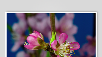 娇艳桃花绽放枝头-众图网