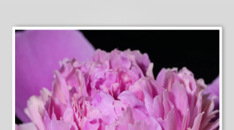 娇艳粉色牡丹花特写-众图网