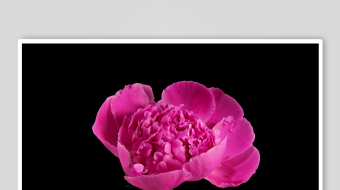 娇艳粉色花朵特写-众图网