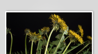 春暖花开延时素材-众图网