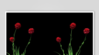 两束红罂粟花特写-众图网