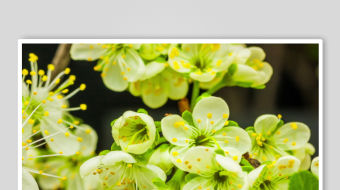 清新绽放的嫩绿花朵-众图网