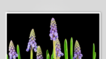 春暖花开延时素材-众图网