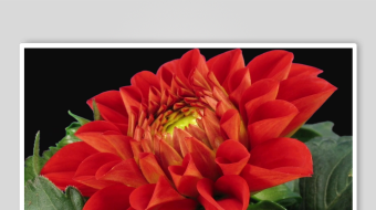 春暖花开延时素材-众图网