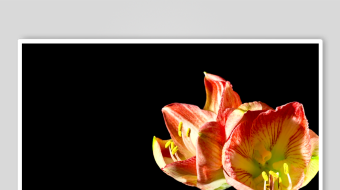 春暖花开延时素材-众图网