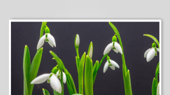 春暖花开延时素材-众图网