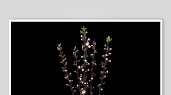 精致银饰手链闪耀花朵造型-众图网