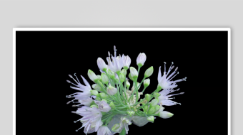 清新葱属花卉特写-众图网