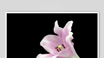 淡粉色百合花特写-众图网