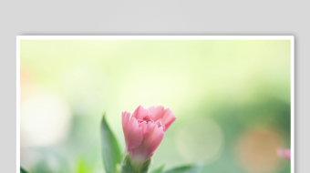 娇艳绽放的粉色花卉-众图网