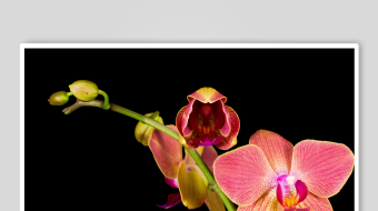 春暖花开延时素材-众图网