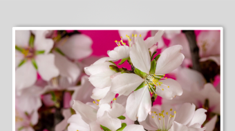 娇艳绽放的白色樱花-众图网