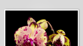 春暖花开延时素材-众图网