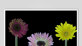 三朵多彩雏菊绽放-众图网