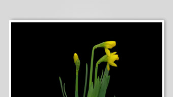 黄色小花绽放于黑背景-众图网