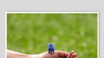 掌心呵护的蓝色小花-众图网