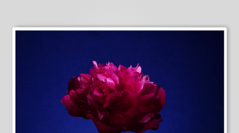 春暖花开延时素材-众图网