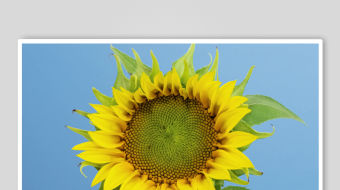 蓝天下的灿烂向日葵-众图网