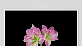 娇艳粉色朱顶红花朵-众图网