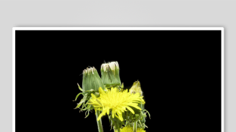 春暖花开延时素材-众图网