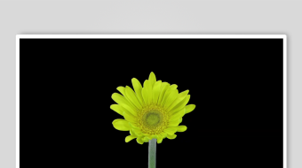 黄色单朵小花特写-众图网