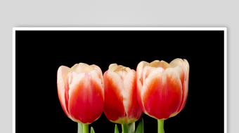 三朵红白相间美丽郁金香-众图网