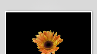 春暖花开延时素材-众图网