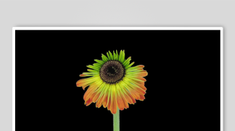 春暖花开延时素材-众图网