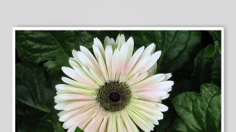 白色非洲菊绽放绿叶间-众图网