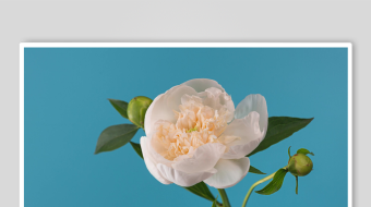 蓝背景下绽放的美丽山茶花-众图网