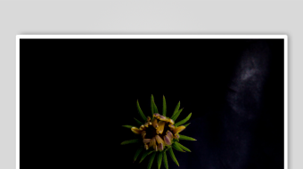 神秘发光星形生物-众图网