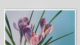 春暖花开延时素材-众图网