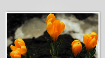 橙色番红花绽放于黑土-众图网