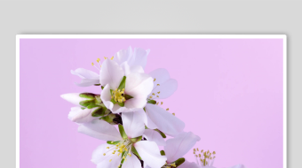 粉背景下的白色绽放花枝-众图网