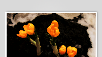 春暖花开延时素材-众图网