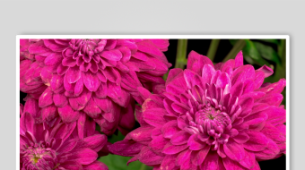 艳丽粉色大丽花绽放-众图网