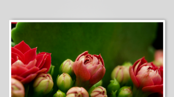 娇艳绽放的红色多肉花卉-众图网