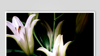 优雅绽放的白色百合花-众图网