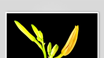 黄色花朵植物特写-众图网