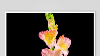 粉色唐菖蒲花特写-众图网