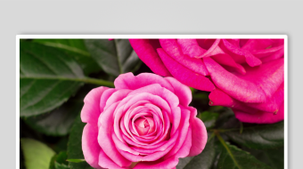 娇艳粉色玫瑰绽放-众图网