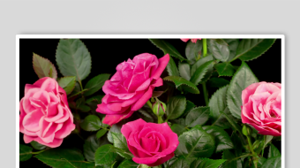 娇艳欲滴的粉色玫瑰花-众图网