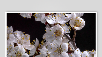 洁白绽放的娇艳樱花朵-众图网