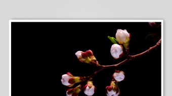 枝头绽放的粉嫩樱花-众图网