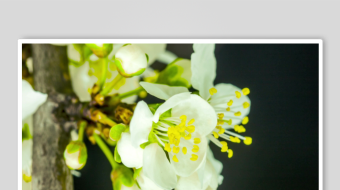 蜜蜂采蜜于洁白花朵间-众图网