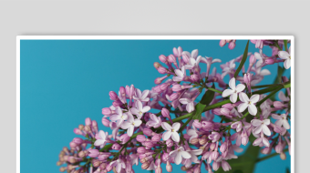 紫丁香绽放于蓝天之下-众图网