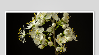 春暖花开延时素材-众图网