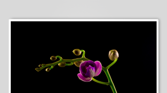 春暖花开延时素材-众图网