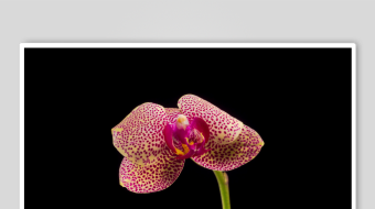 娇艳粉色兰花特写-众图网